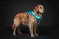 Blue LED Harness - Hero Shot